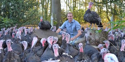 Efeedlink Uk Turkey Farmers Anticipate Robust Christmas After