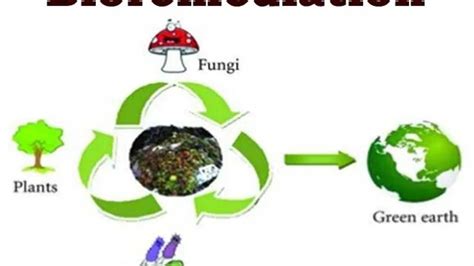 What Is Bioremediation