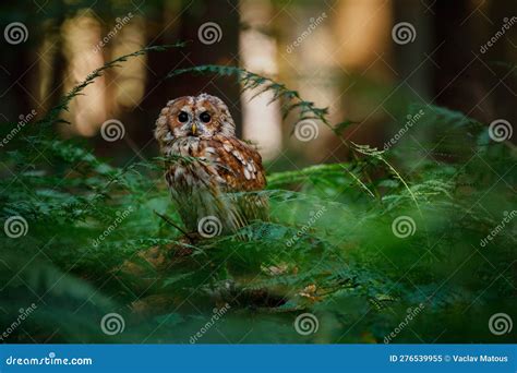 Tawny Owl Strix Aluco Royalty Free Stock Photo CartoonDealer