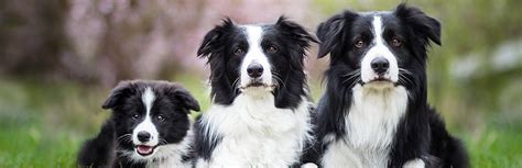 Border Collie Breed Information Characteristics And Facts