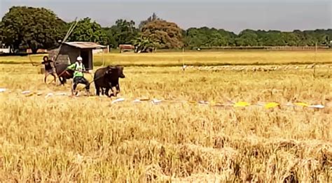 Karera Ng Kalabaw Sa Samal Punto Central Luzon