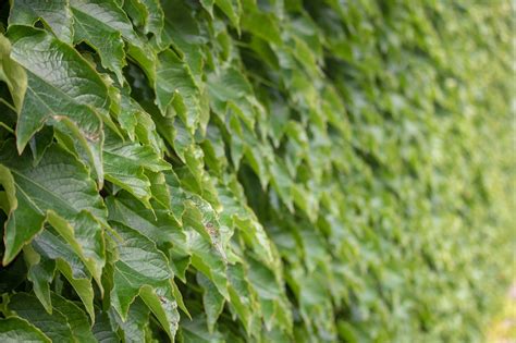 Ivy Hijau Daun Daun Foto Gratis Di Pixabay Pixabay