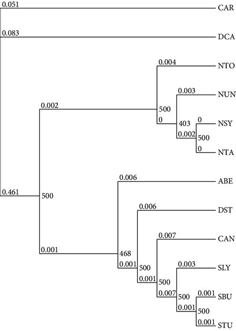 Maximum Likelihood Phylogenetic Tree Derived Using Concatenated