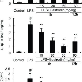 Effects Of Gastrodin On Inflammatory Cell Count In The Balf Of