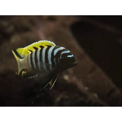 Cynotilapia Zebroides Red Top Likoma Ryby Pyszczaki Malawi