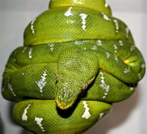 Emerald Tree Boa Darren Hamill Reptiles