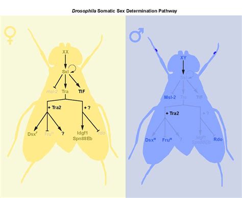 Drosophila Methods And Protocols