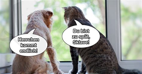 Hund Und Katz Fun Bild Webfail Fail Bilder Und Fail Videos