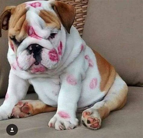 Adorable puppy with a lot of kisses : aww