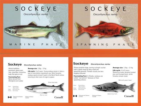 Sockeye Salmon Life Cycle