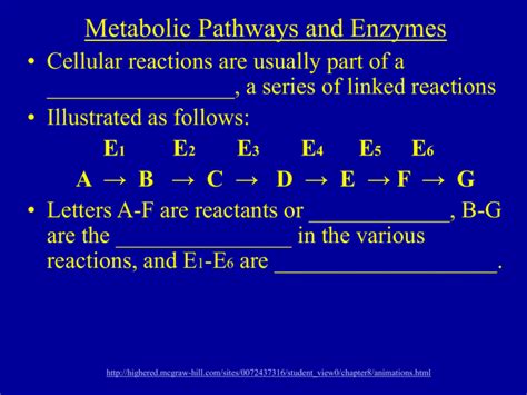 Metabolic Pathways And Enzymes