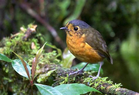 Birdwatching in Peru 2024 - Rove.me