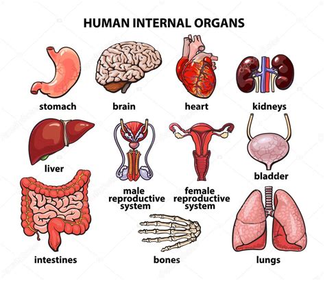 Die Inneren Organe Des Menschen Stockillustration Von ©sabelskaya