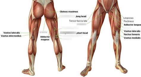 Knee Flexors Diagram Quizlet