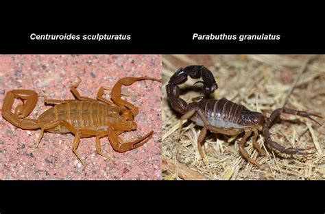 Scorpion Stings From Mild Local Effects To Death