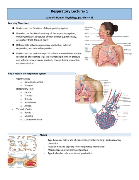 Patho Respritory 1 Respiratory Lecture 1 Vanders Human Physiology