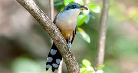 Mangrove Cuckoo Identification, All About Birds, Cornell Lab of Ornithology