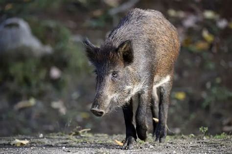 Wild Boar - Facts, Diet, Habitat & Pictures on Animalia.bio