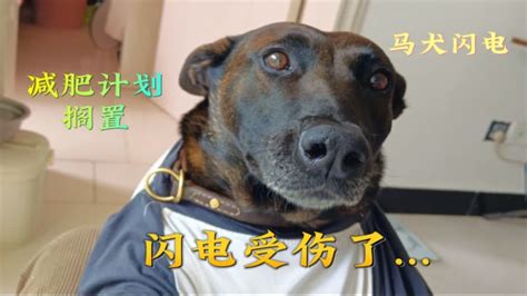 回村马犬胖了9斤，带狗子回城里减肥！不到一周减肥计划被迫停止 Youtube