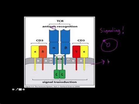 Immunology: T cell receptor structure and function - YouTube