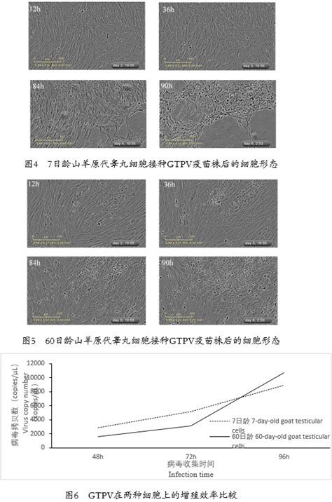 重庆市畜牧科学院在原代细胞培养山羊痘病毒方面取得新进展