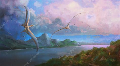 Cimoliopterus Pterosaurs In Flight Illustration Stock Image C051