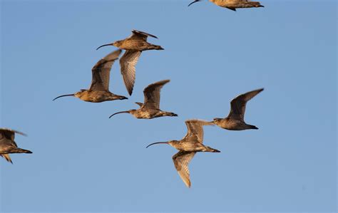 Eastern Curlews - ZooChat
