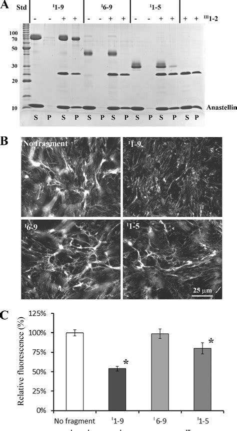 Figure From Fibronectin Aggregation And Assembly Semantic Scholar