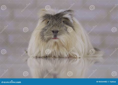 Guinea Pig Breed Coronet Cavy Stock Photo - Image of horizontal, cute ...