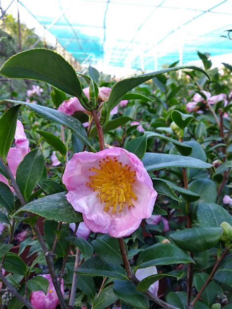 Camelia Sasanqua In Vaso Piantemediterranee