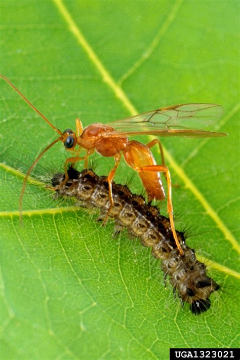 Braconid Wasp Aleiodes Indiscretus Reardon