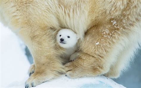 Adorable Baby Polar Bear Photography – Fubiz Media