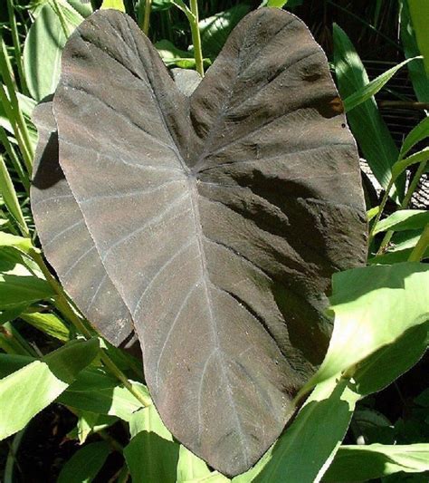 Polynesian Produce Stand Black Beauty Taro Colocasia Antiquorum