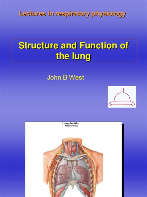 Structure Function of The Lung | PDF