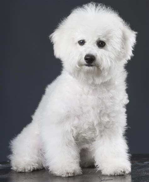 Bichon Frise Grooming Styles - Pet Ponder