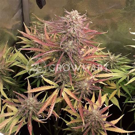 Royal Queen Seeds GREEN GELATO AUTOMATIC Samonakvétací semínka