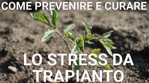 Stress Da Trapianto Delle Piantine Cosa Fare Prima E Dopo Youtube