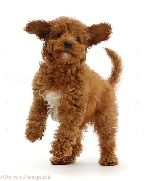 Dog Playful Red Cavapoo Puppy Photo Wp46789