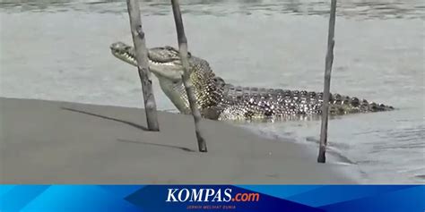 Video Detik Detik Buaya 5 Meter Muncul Lagi Di Sungai Budong Budong