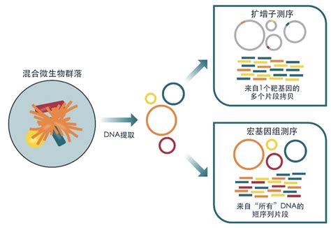 利用基因组测序和分析技术深入了解微生物组 Crown Bioscience