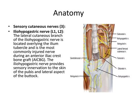 Anterior Iliac Crest Ppt