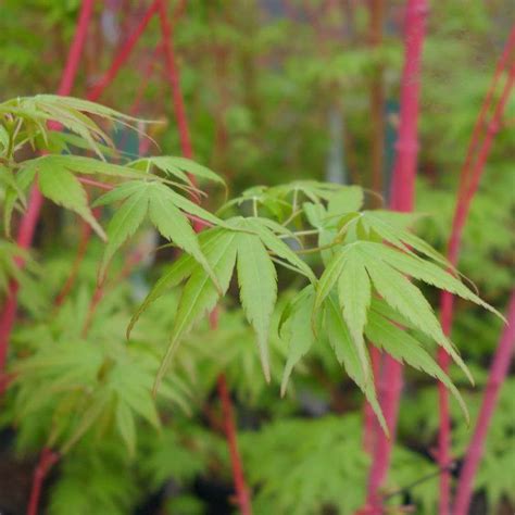 Varieties Of Japanese Maple Trees With Colorful Foliage