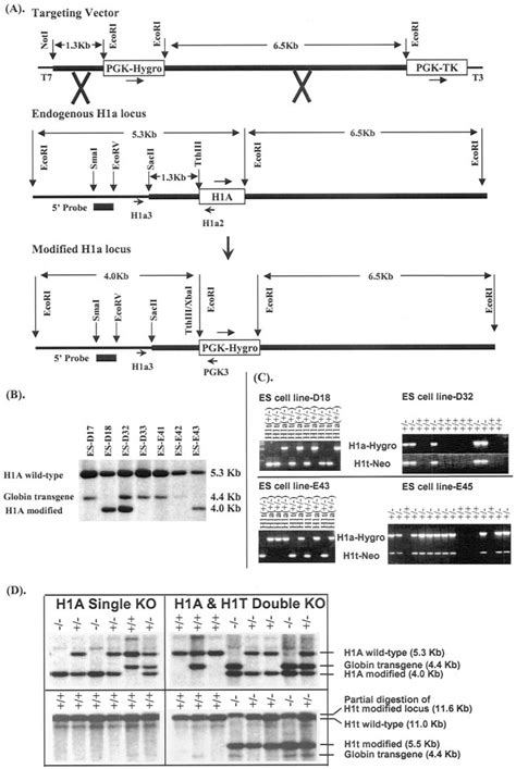 Targeted Disruption Of The H A Gene In Mouse Es Cells And Mice A