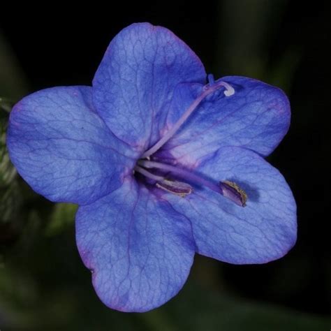 Violet flower | Facts About All