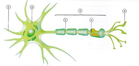 Diagramme de Schéma du neurone Quizlet