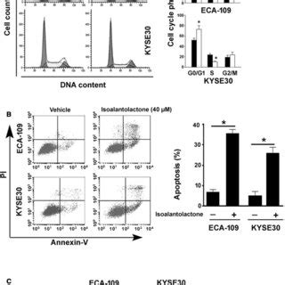 Isoalantolactone Suppresses The Viability Of ESCC Cells A Chemical