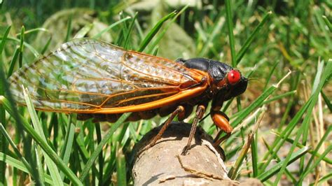 Brood X Cicadas Know Your Meme