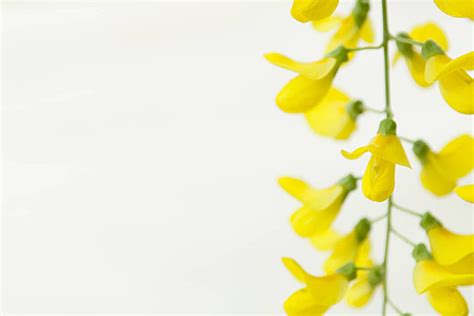 Yellow Robinia Pseudoacacia Tree Flowers Popularly Known As Black