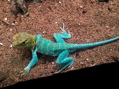 High Colored Collared Lizard Babies For Sale Faunaclassifieds