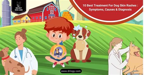 10 Best Treatment For Dog Skin Rashes You Must Know - Drlogy